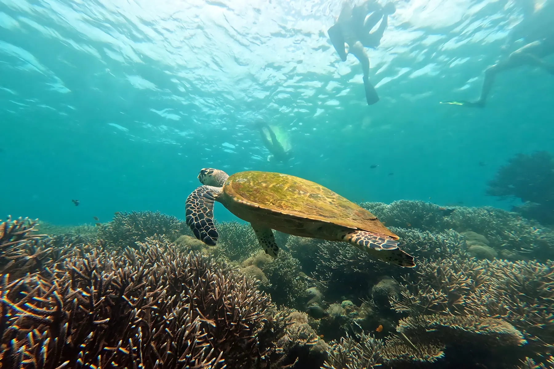 海龟与珊瑚礁 —— 浅水礁盘上的常客，浮潜即可遇见